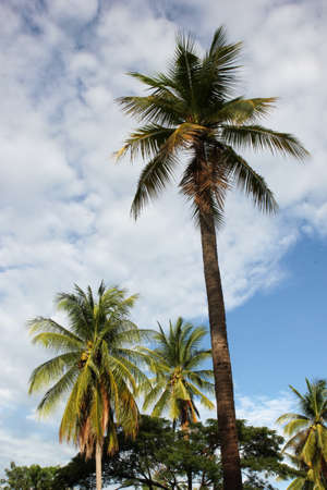 coconut  tropical  palm  nature  tree  beach  blue  travel  sky  vacation