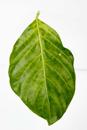 leaf, background, nature, green, leaves, autumn, naturalの写真素材