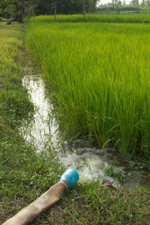 agriculture, rural,  field,  nature,  green,  farming,  summer,  landscape,  countrysideの写真素材