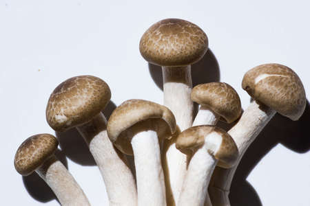 Mushrooms are beautiful plants  And cooking  It s delicious 