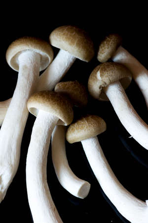 Mushrooms are beautiful plants  And cooking  It s delicious の写真素材