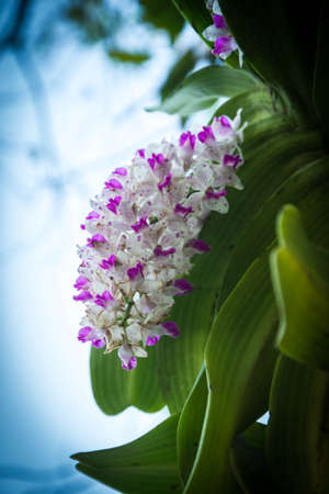 Chang Kra orchid Thailand on the mango tree.の写真素材