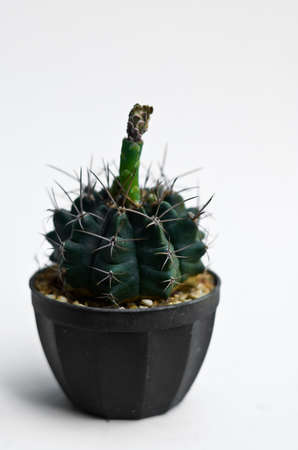 cactusの写真素材