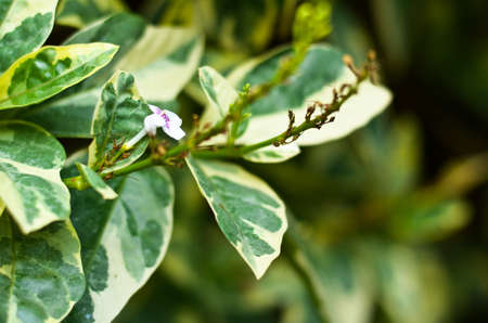 green leafsの写真素材