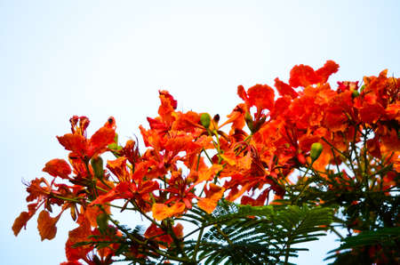 peacock flowersの写真素材