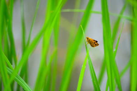beautiful green rices in thailandの写真素材