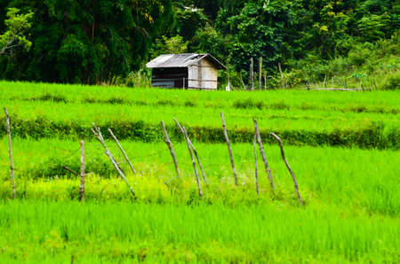 beautiful green rices in thailandの写真素材