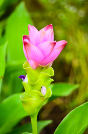 tulip of siamの写真素材