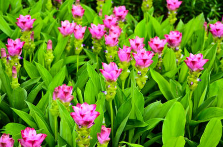 tulip of siamの写真素材