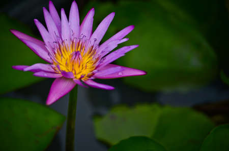Lotus in thailand