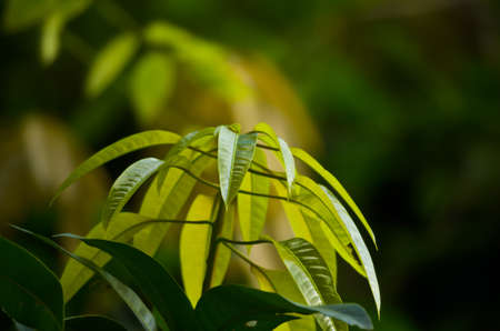 green leafs