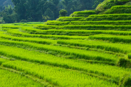 Green rice in Thailandの写真素材