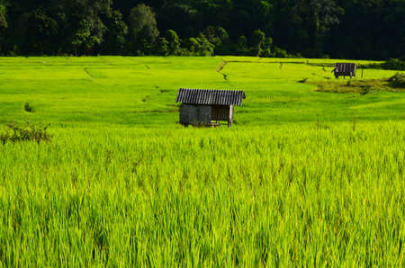 Green rice in  Thailandの写真素材