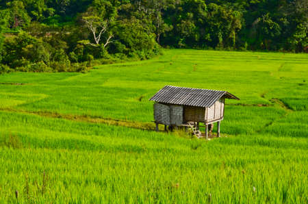 Green rice in  Thailandの写真素材