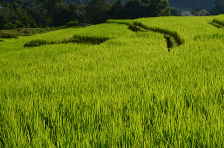 Green rice in  Thailandの写真素材