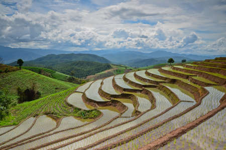 green rice in thailandの写真素材