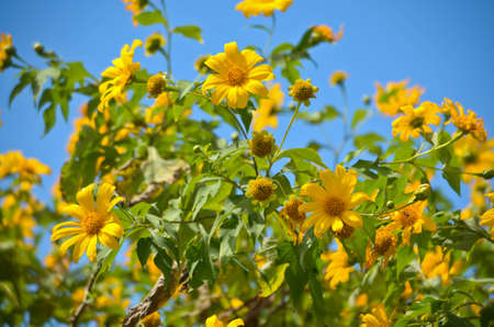 Beautiful mexico flowersの写真素材