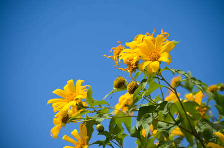 Beautiful mexico flowersの写真素材