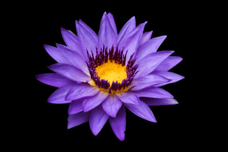 closeup blooming ultraviolet waterliliesの写真素材