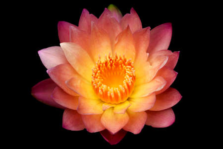 image of closeup blooming hybrid waterliliesの写真素材