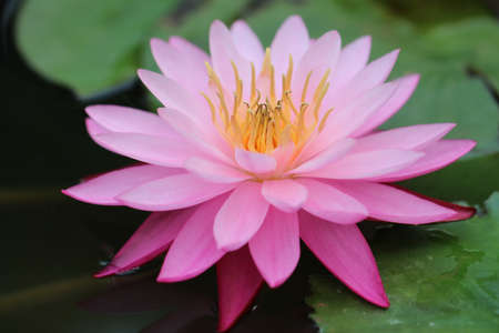 Closeup of blooming Thai pink waterlily or lotus flower.の写真素材