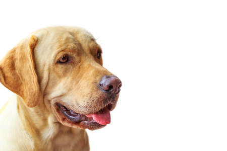 Labrador dogâ??s head, closed up, isolated on white background.の写真素材