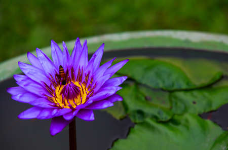 Violet blue waterlily, lotus flower Isolated on blur background.の写真素材