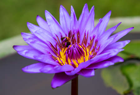 Violet blue waterliy with bee, lotus flower Isolated on blur background.の写真素材