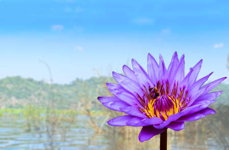 Violet blue waterlily with bee, lotus flower on blur background.