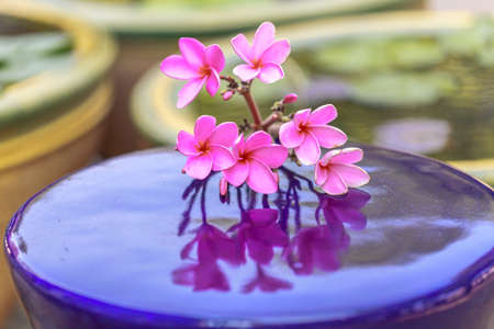 Beautiful sweet pink Plumeria flowers, blooming, concept for background texture.の写真素材