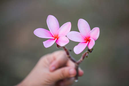 Beautiful sweet pink Plumeria flowers in hand, blooming, concept for background texture.