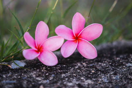 Beautiful sweet pink Plumeria flowers, blooming, concept for background texture.の写真素材