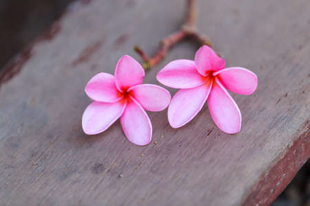 Beautiful sweet pink Plumeria flowers, blooming, concept for background texture.の写真素材