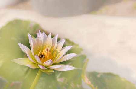 Close up waterlily or lotus flower isolated on blur background.の写真素材
