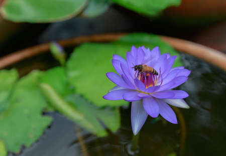 Close up waterlily or lotus flower isolated on blur background.の写真素材