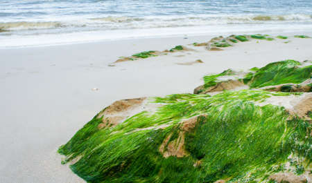 Rock with green seaweed on the sand beach, blue sea background.の写真素材