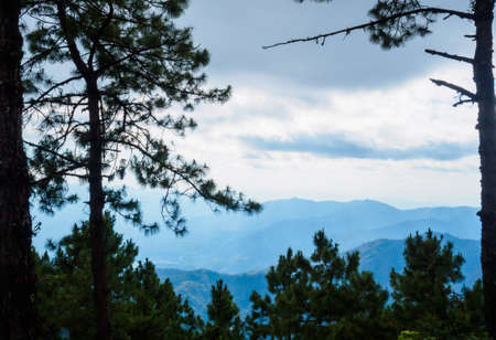Green trees and blue sky, concept for background texture.の写真素材