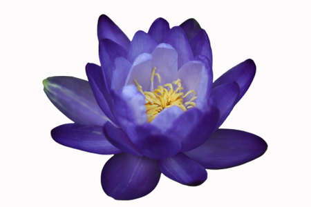 Closeup blooming blue Australian Giant waterlilyの写真素材