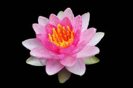 Closeup blooming waterlily or lotus flower isolated in black background.の写真素材
