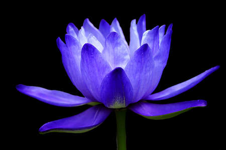 Closeup blooming waterlily or lotus flower isolated in black background.の写真素材