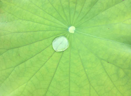 Water drops on a green lotus leaf.