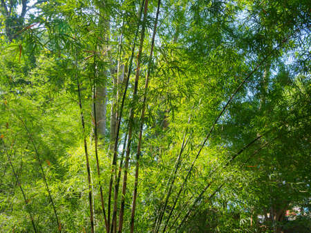 Tall bamboo trees in woods, with sunlight   in tropical forest.の写真素材