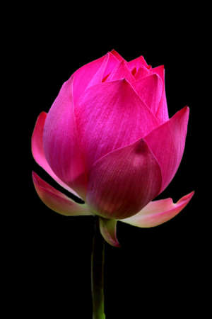 Close up blooming waterlily or lotus flowerの写真素材