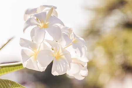 Beautiful sweet Plumeria flowers, blooming, concept for background texture.の写真素材