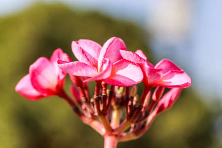 Beautiful sweet Plumeria flowers, blooming, concept for background texture.の写真素材