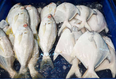 Fresh white pomfret fish, at the seafood market, Thailand.の写真素材