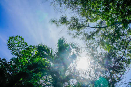 Green trees and blue sky, concept for background texture.の写真素材