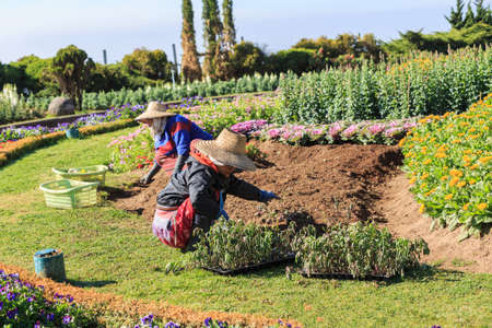 Chiang Mai, Thailand - January 20,2017 : Gardeners planting flowers in Doi Intanon park.のeditorial素材