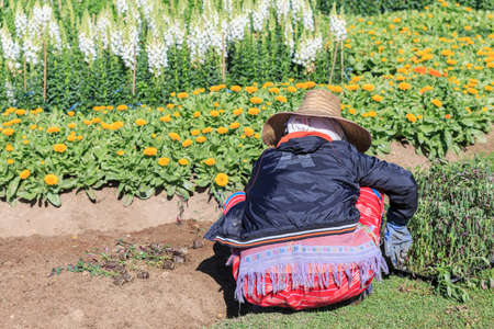 Chiang Mai, Thailand - January 20,2017 : Gardeners planting flowers in Doi Intanon park.のeditorial素材