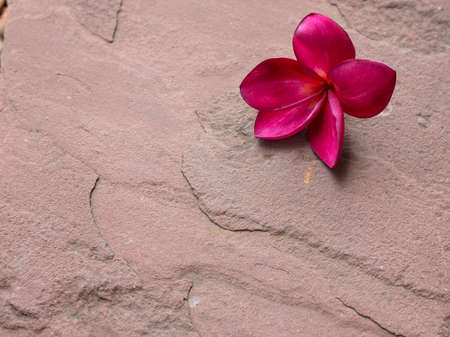 A red plumeria flower on sand stone